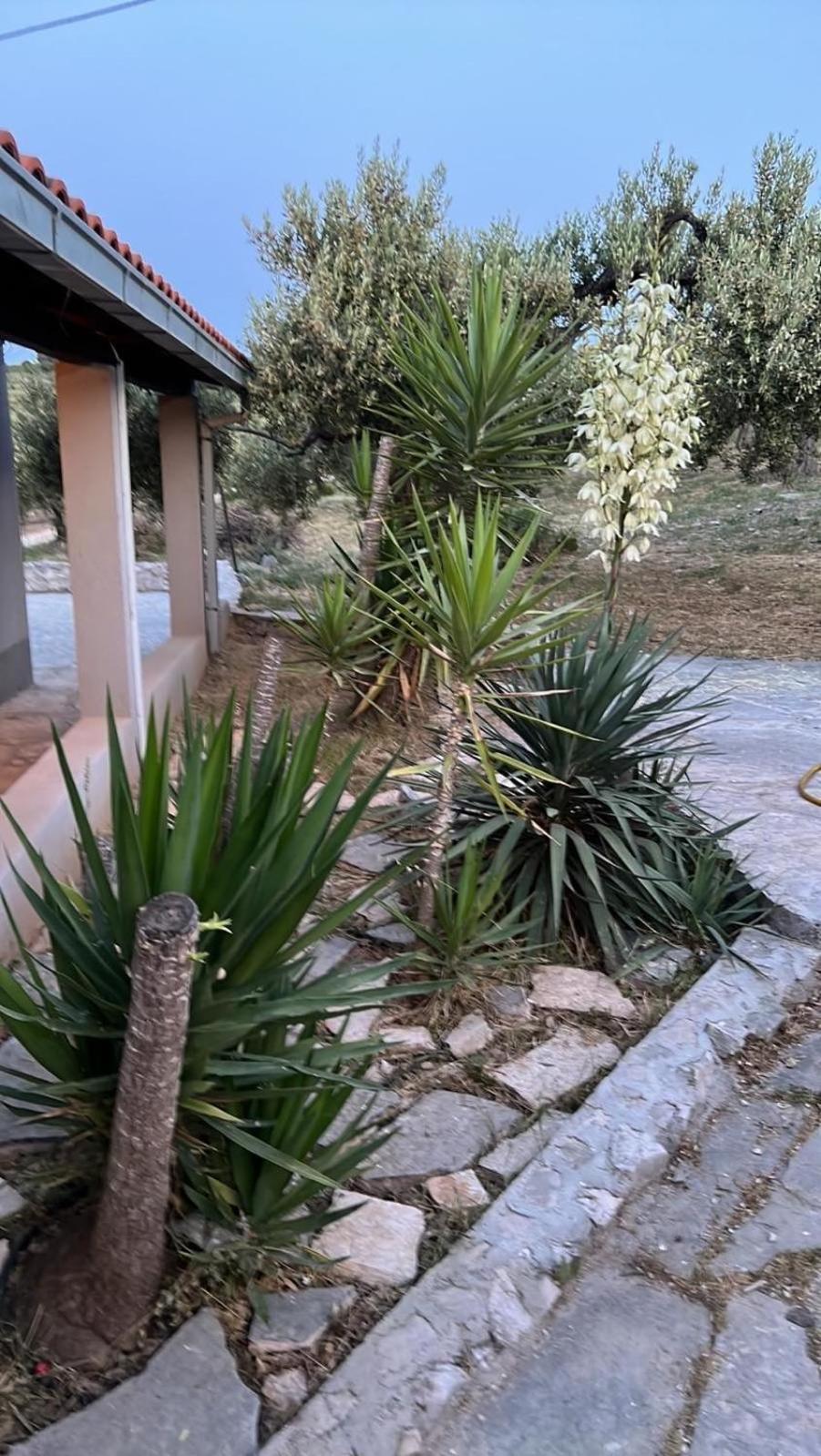 Holiday home Maslina House *